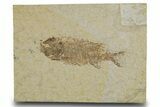 Juvenile Phareodus Fish Fossil - Scarce Species #333982-1